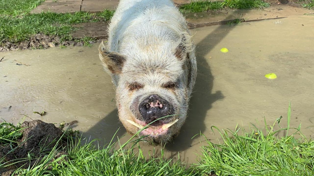 Отель Hogget Foxton Экстерьер фото