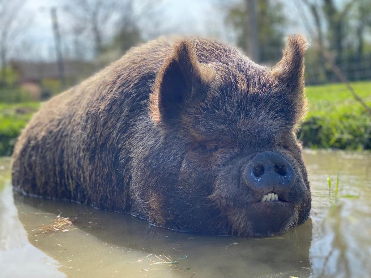 Отель Hogget Foxton Экстерьер фото